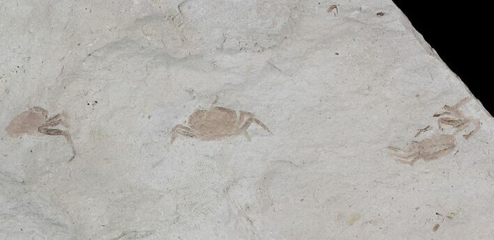 Three Fossil Pea Crabs (Pinnixa) From California - Miocene #53115